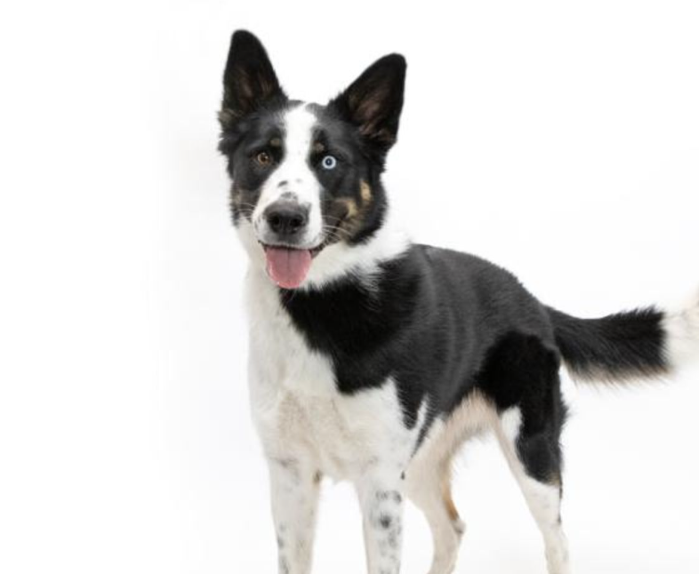 This is Wendy, a black and White 2 yr old, 63 lbs mixed breed. She has the body structure of a shepherd. Available for adoption at Wallis Annenberg PetSpace in Playa Vista, CA